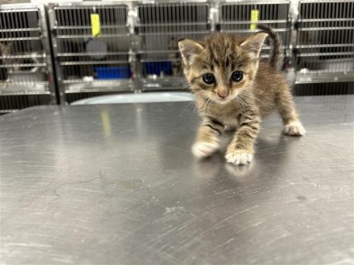 gray tabby cat in kennel
