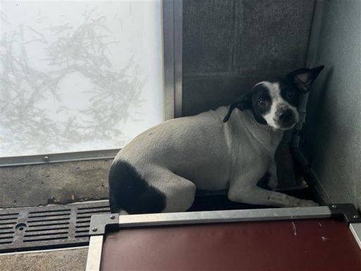 white/ black male dog sitting in his kennel