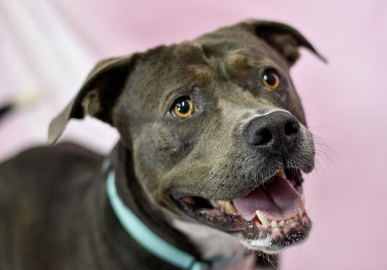 Grey and white mixed breed dog sitting on pink backdrop