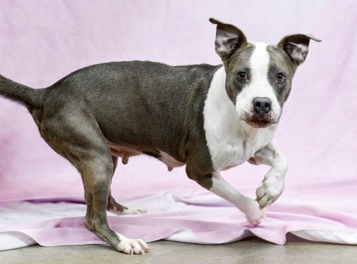 Grey and white american bully mixed breed dog running
