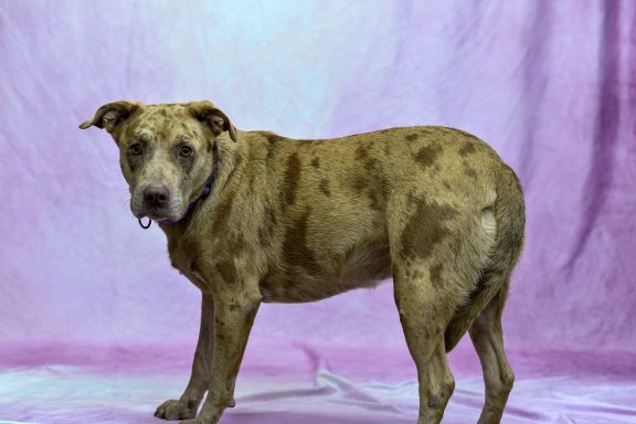 Tan and brown merle mixed breed dog standing in photo backdrop