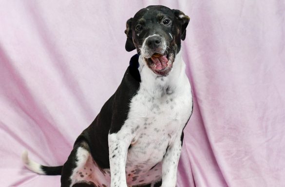Black and white mixed breed dog sitting on pink backdrop