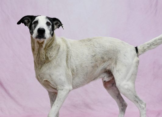 White and black mixed breed dog walking on pink backdrop