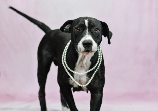 Black and white mixed breed dog walking in phoro booth