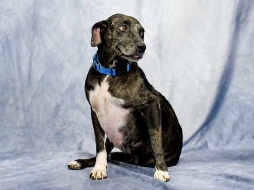 Grey and black merle mixed breed dog sitting on photo backdrop