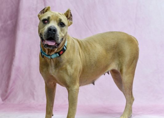 Tan mastiff mixed breed dog standing on pink backdrop