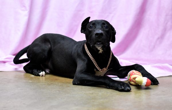 Black mixed breed puppy laying on pink backdrop playing with toy