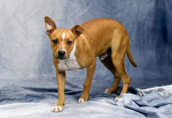 Tan and white mixed breed dog walking on blue backdrop