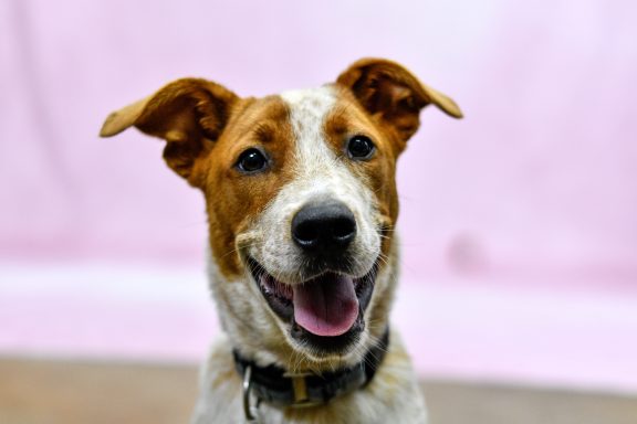 Red and white mixed breed dog looking at camera