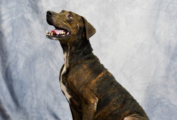 Black and brown brindle hound lab mixed breed dog sitting in blue backdrop
