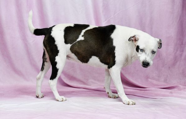 Black and white tricolored dog walking on pink backdrop