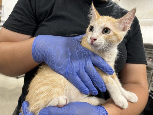 Orange and white tabby cat being held