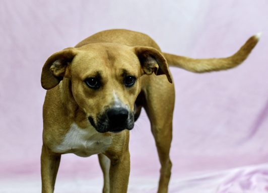 Tan tricolor dog walking on pink backdrop
