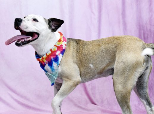 Tan and white tricolor mixed breed dog walking on pink backdrop