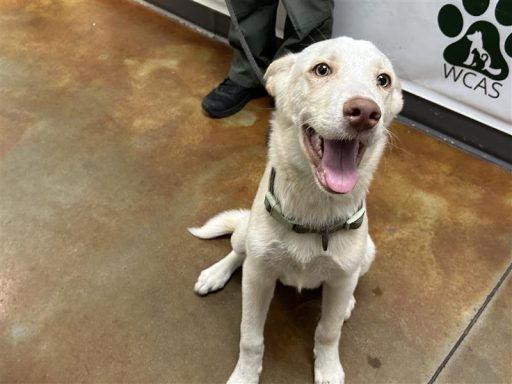 white husky mix
