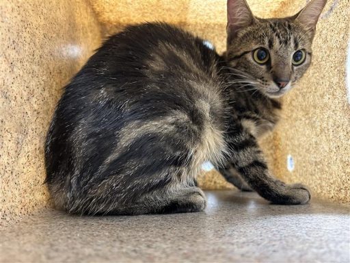 Grey and black tabby cat sitting in kennel