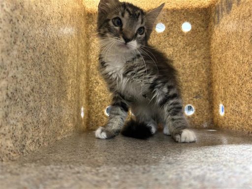 grey tabby kitten