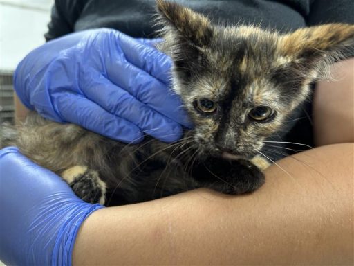 Black and orange tortie cat being held