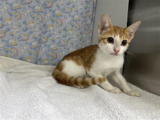 orange white tabby cat