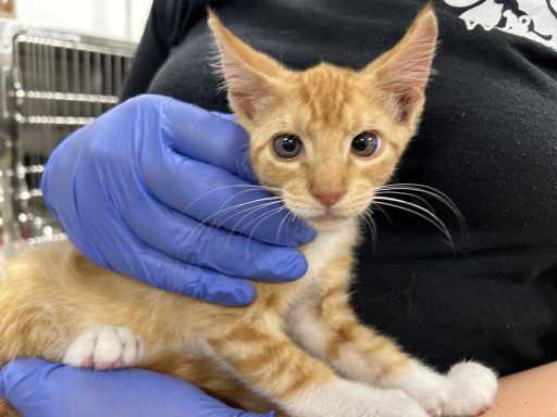 Orange and white tabby cat being held
