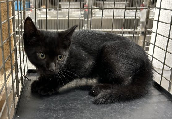 Black kitten walking in kennel