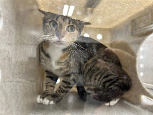 gray brown tabby cat
