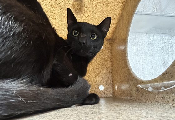 Black cat laying in kennel