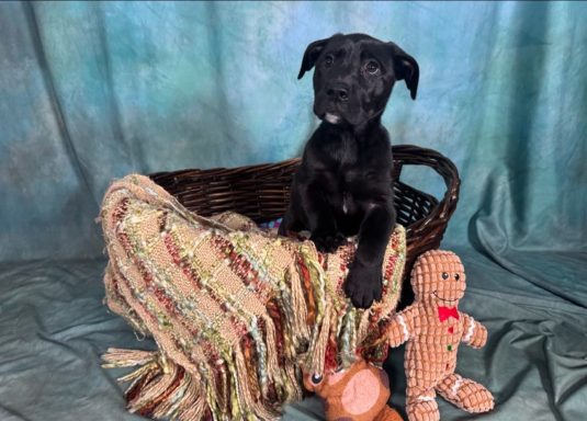 Black and white mixed breed puppy sitting in basket