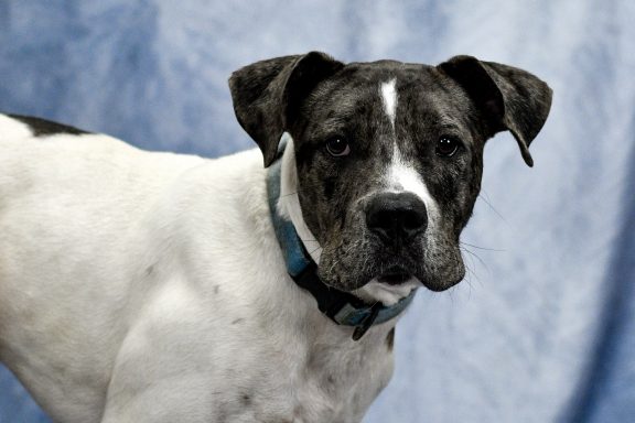 white and grey merle dog looking at camera