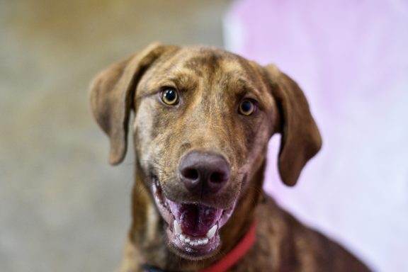Tan and brown brindle mixed breed hound dog looking at camera