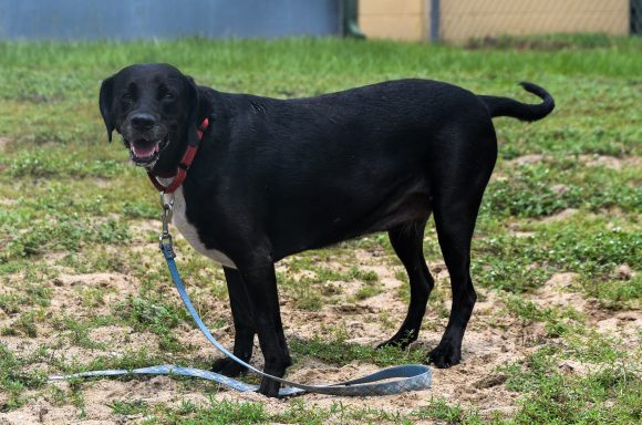 Black and white lab mixed breed dog standing in grass
