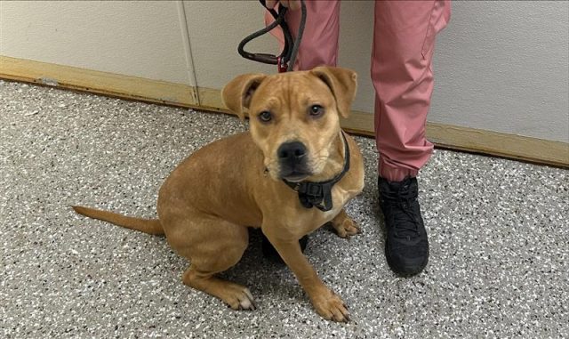 brown white tan female mixed breed dog in hallway