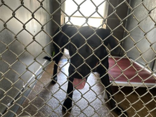 black lab mix
