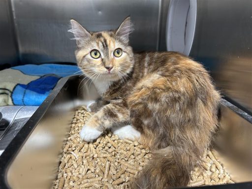 calico cat