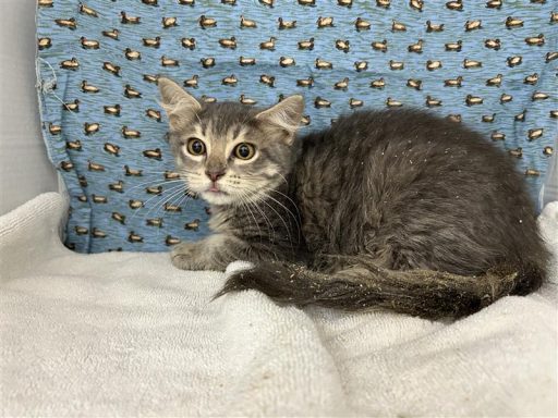 gray tabby cat