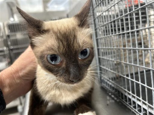 siamese cat on kennel