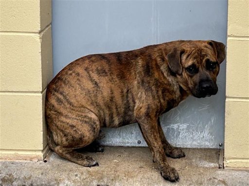 brindle male dog