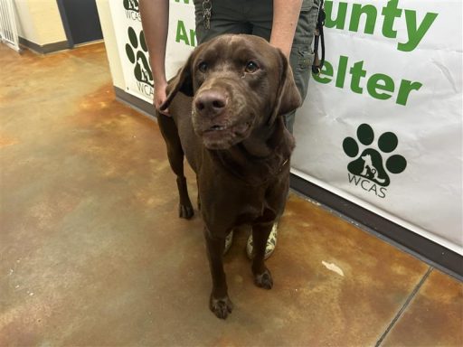 brown lab
