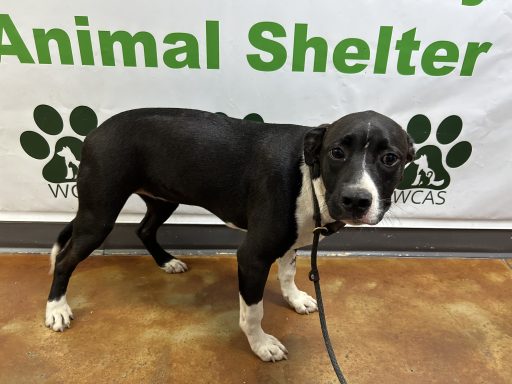 Black and white mixed breed dog standing in hallway