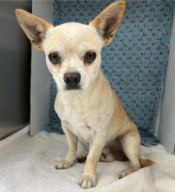 white/ tan male dog sitting in kennel