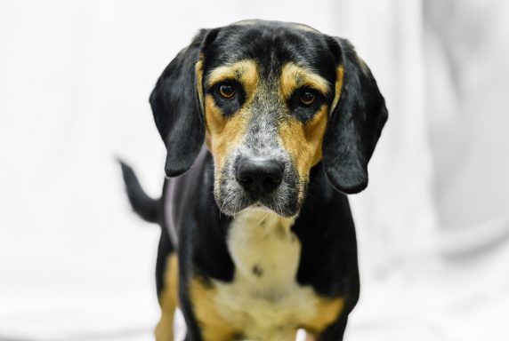 Black and tan tricolor mixed breed dog looking at camera