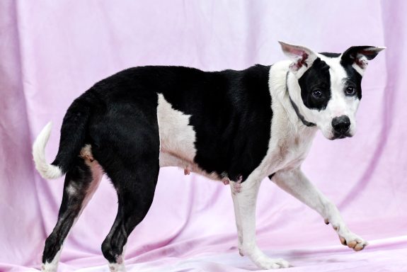 Black and white mixed breed dog walking on pink backdrop