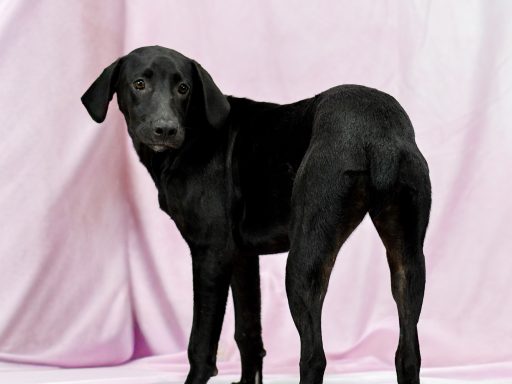 Black bobtailed dog looking at camera