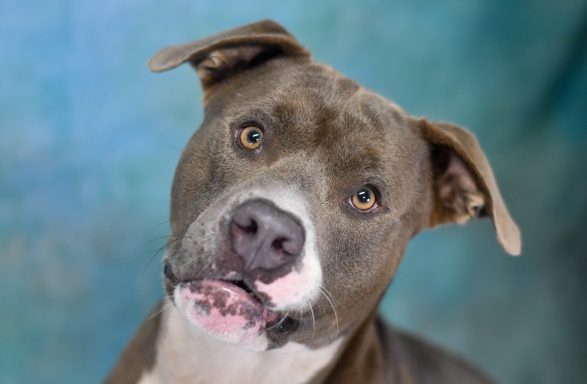 Grey and white american bully mixed breed dog sitting on backdrop