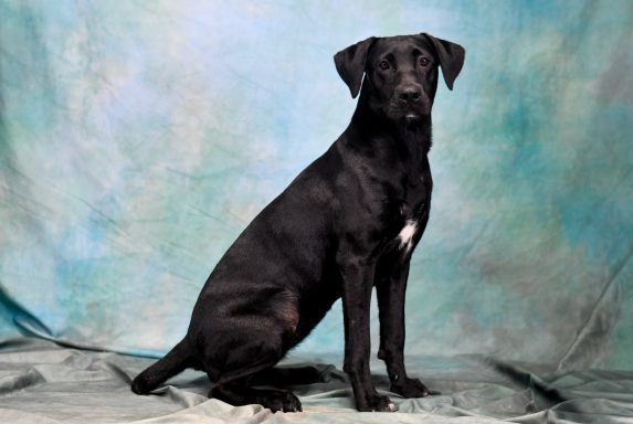 Black and white lab mixed breed dog sitting on blue backdrop