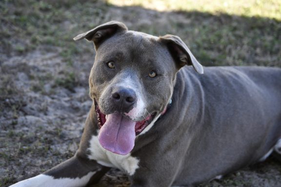 Grey and white mixed breed dog looking at camera