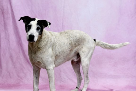 White and balck mixed breed dog walkin on pink backdrop