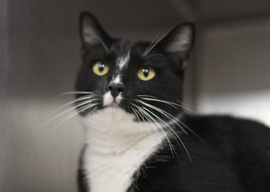 Black and white cat looking at camera