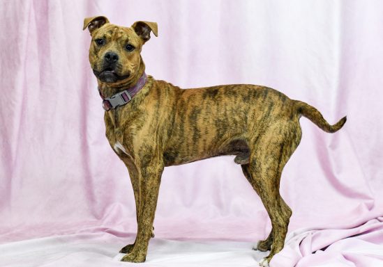 Tan and black brindle mixed breed dog standing in pink backdrop
