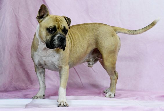 Tan and white american bulldog mixed breed dog